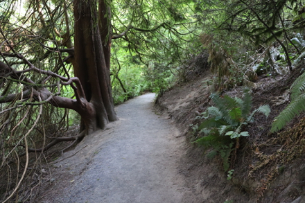 Large trees and foliage along the natural surface Redwood Trail